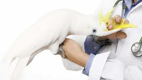 Усыпление животных (собаки, кошки) в г. Орехово-Зуево Московской области