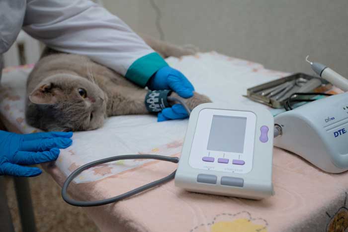 Усыпить животное на дому (собаки, кошки) в г. Орехово-Зуево Московской области