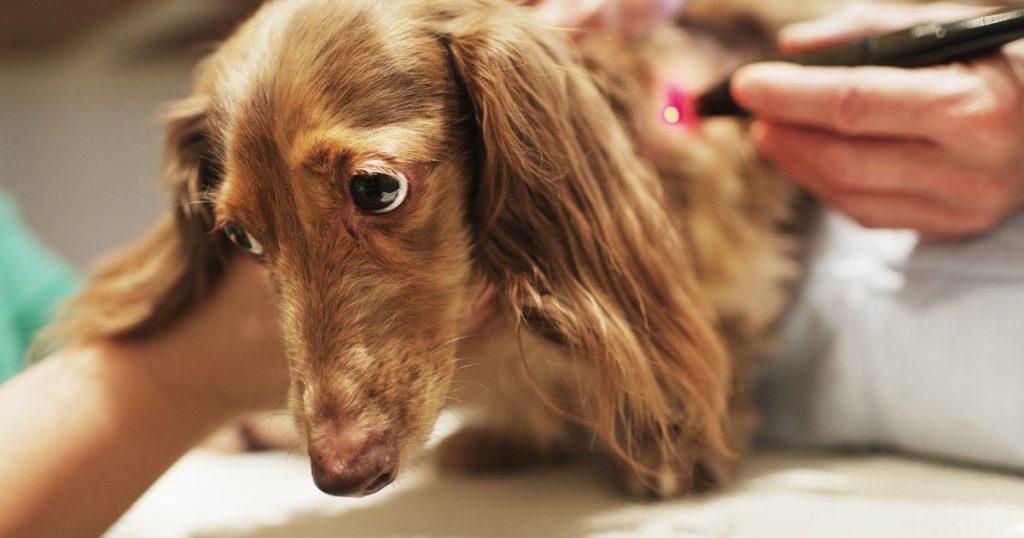 Безболезненно умертвить животное в г. Орехово-Зуеве Московской области