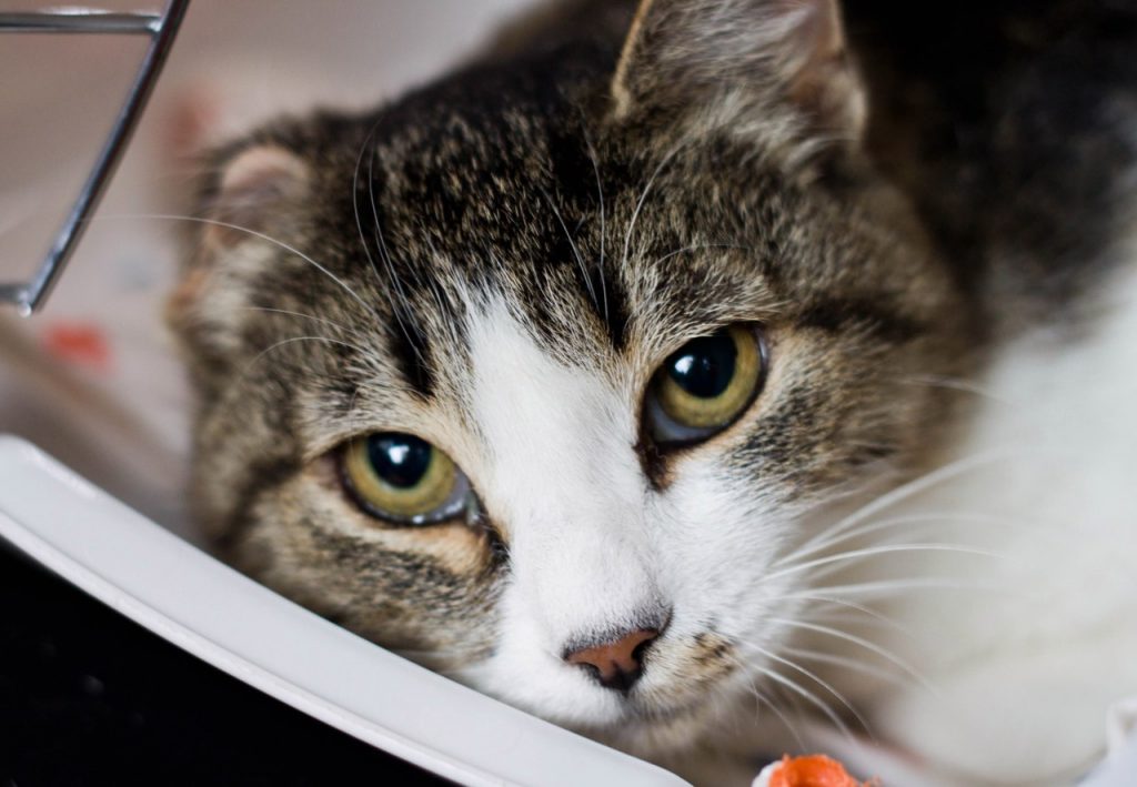 Гуманное усыпление домашних животных г. Орехово-Зуево Московской области